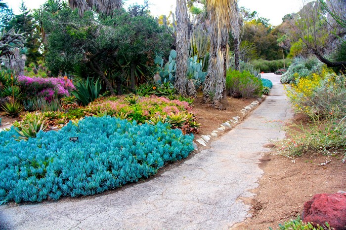 Botanical Garden Path with Succulents and Palm Trees