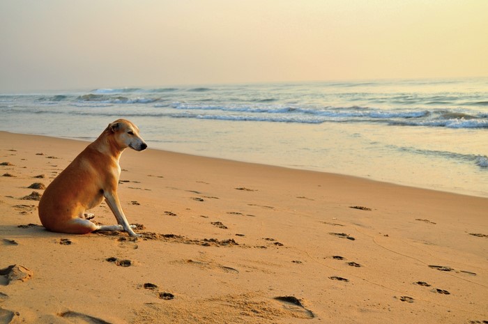 Dog sitting on a sandy beach by the sea