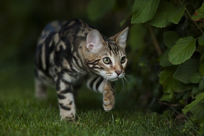 Bengal cat walking on grass near bushes