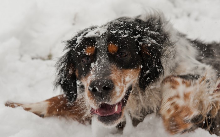 English Setter dog playing in the snow