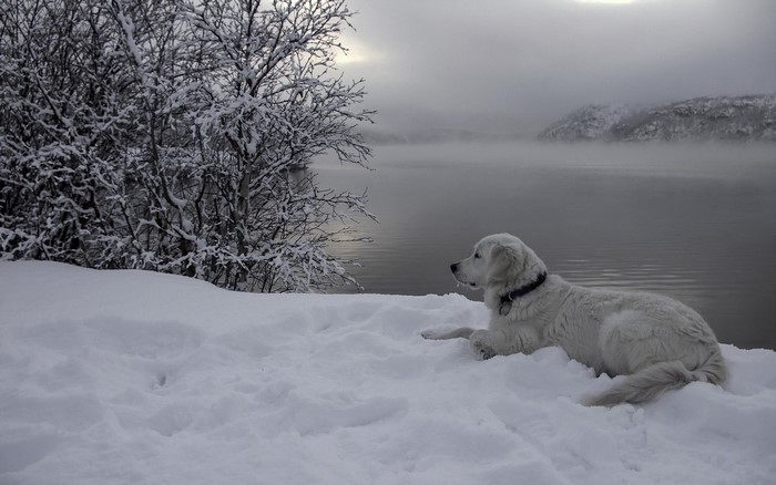 Golden Retriever dog in the snow by a lake