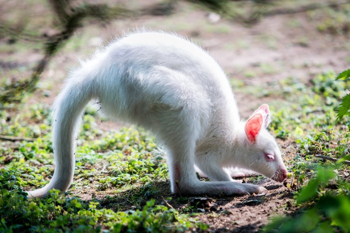 Albino Kangaroo foraging in the dirt
