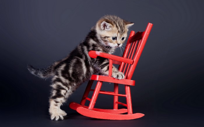 Kitten on a red rocking chair
