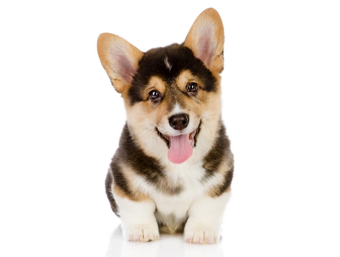 4K Pembroke Welsh Corgi Puppy Sitting and Smiling