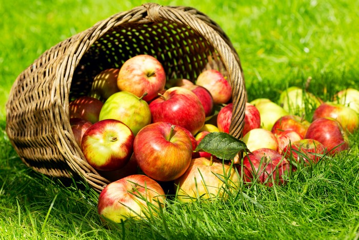 Apples spilling from a wicker basket onto grass