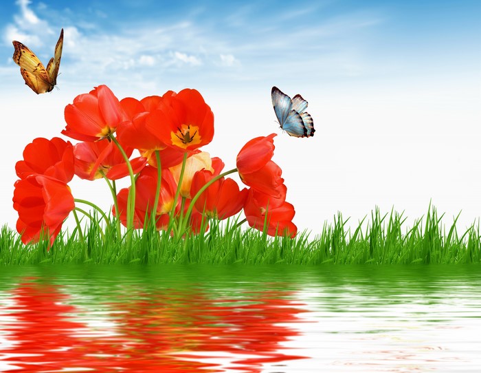 4K Tulips and Butterflies with Water Reflection