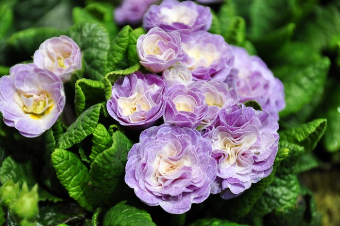 Closeup of Purple Primula Flowers with Green Leaves