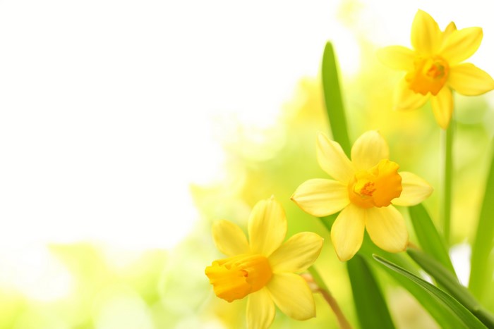 Yellow Daffodils Closeup 4K