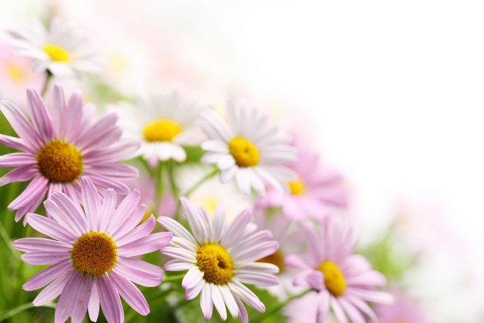 4K Camomiles Closeup
