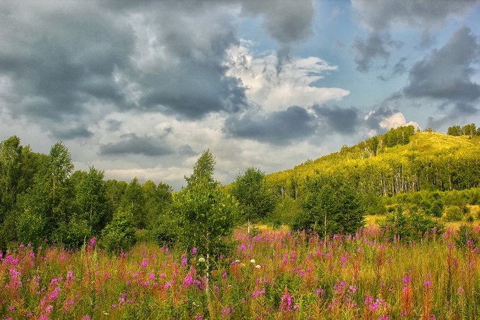 Meadow with wildflowers and trees on a hill under a cloudy sky in Russia