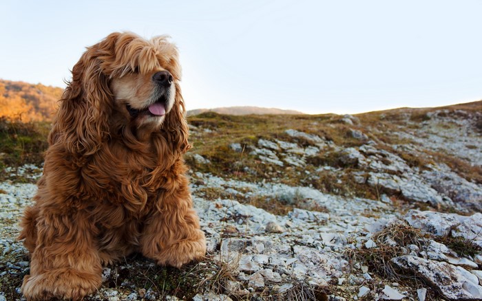 Brown Cocker Spaniel sitting on rocky terrain