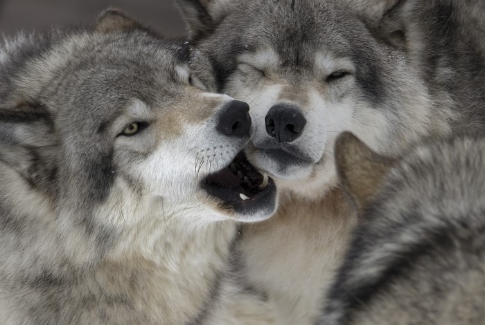 Close-up of two wolves interacting