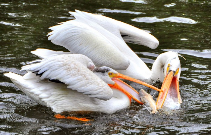 Two pelicans fighting over a fish in water