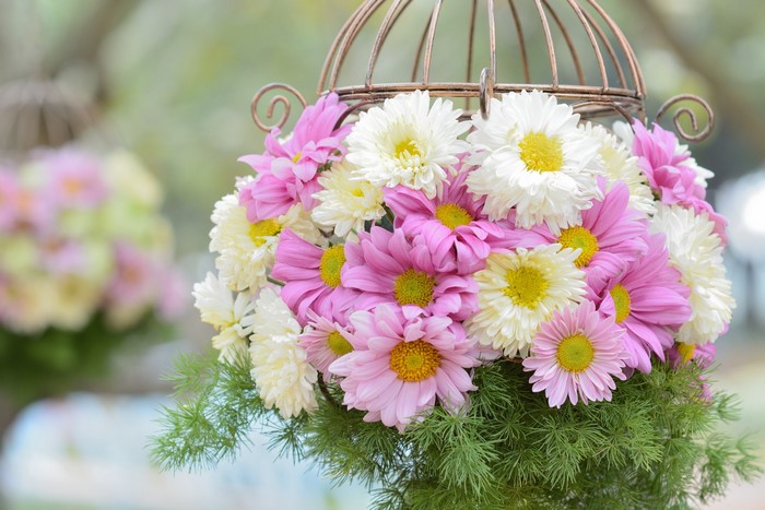 Pink and white chrysanthemums in a decorative birdcage