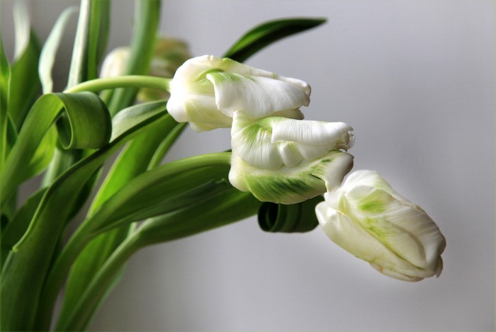White parrot tulips with green accents