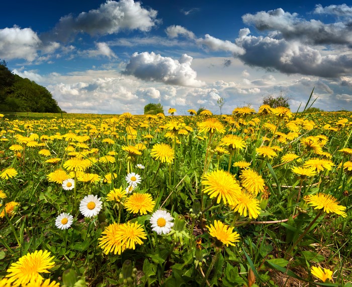 4K Dandelions and Camomiles Under Blue Sky