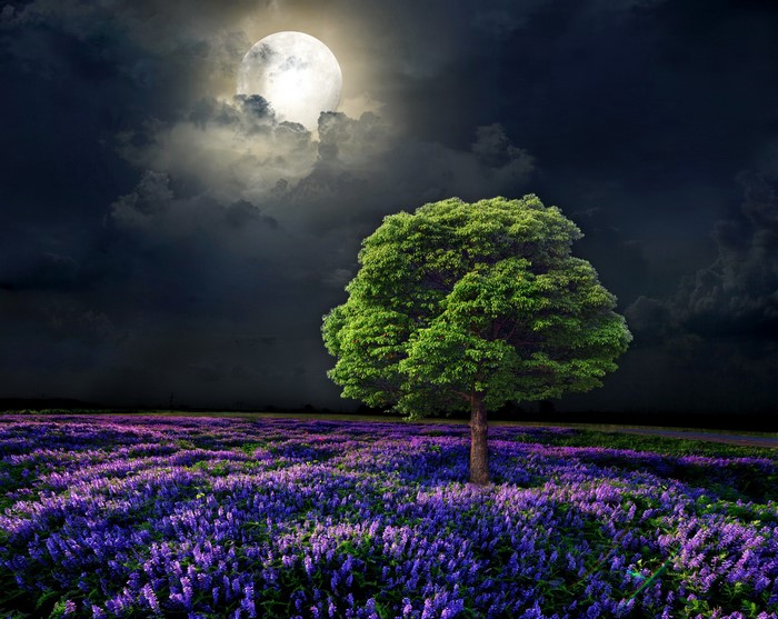 Tree in a field of purple flowers under a full moon