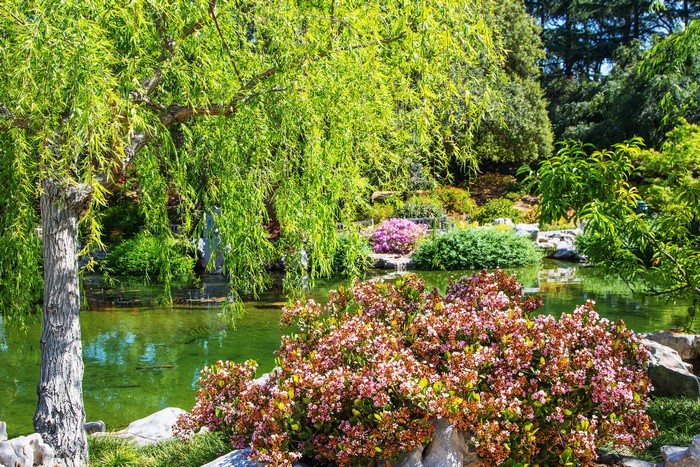 Japanese Garden with Pond and Weeping Willow Tree