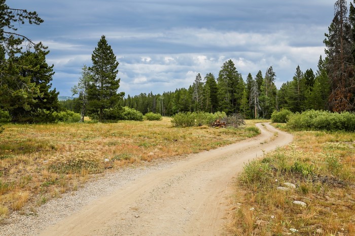 Dirt road through a forest in Grand Teton National Park, USA