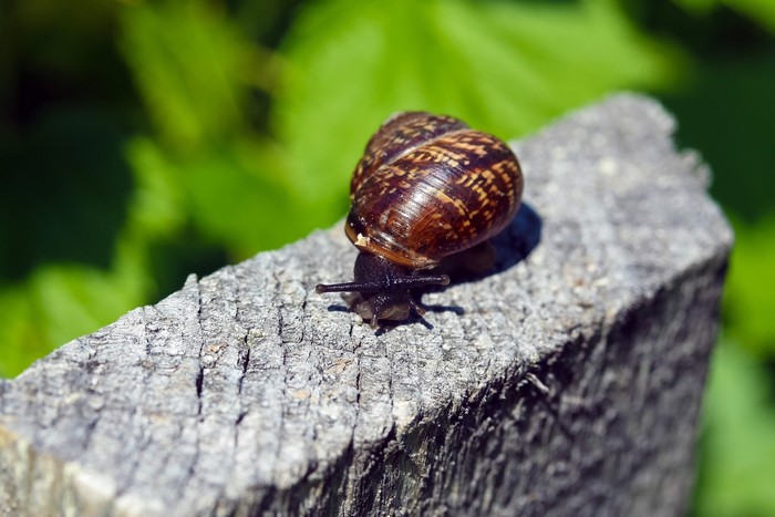 Snail on a wooden fence post
