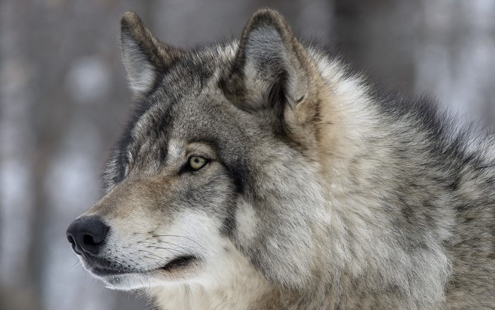 Close-up of a wolf's head