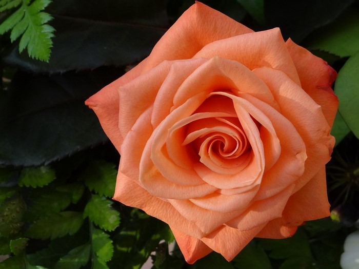 Close-up of an orange rose with green leaves