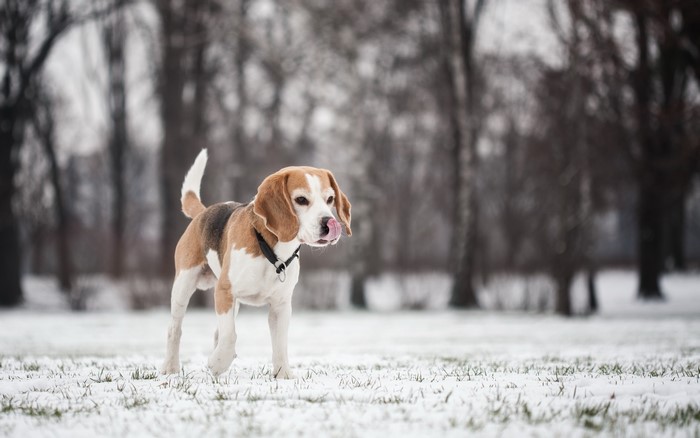 Beagle dog in the snow