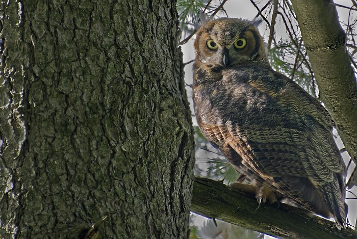 Great Horned Owl perched on a tree branch