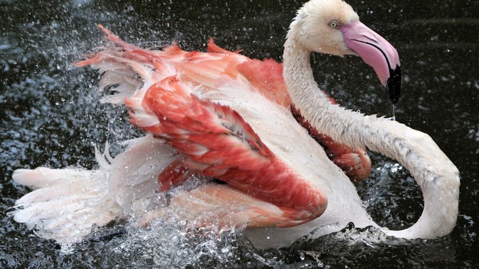 Flamingo splashing water in dark water