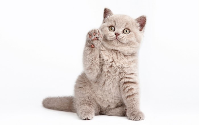 Adorable Light Gray Kitten Raising Paw