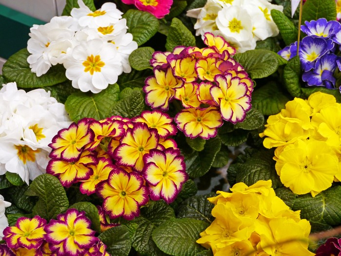 Primula flowers in various colors