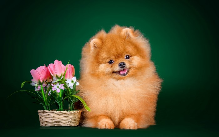 Pomeranian dog with pink tulips in a wicker basket