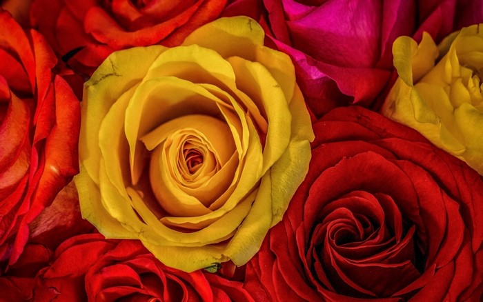 Close-up of red, yellow, and pink roses