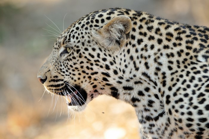 Leopard with open mouth and whiskers