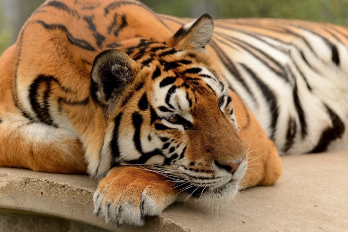 Tiger resting on a concrete surface
