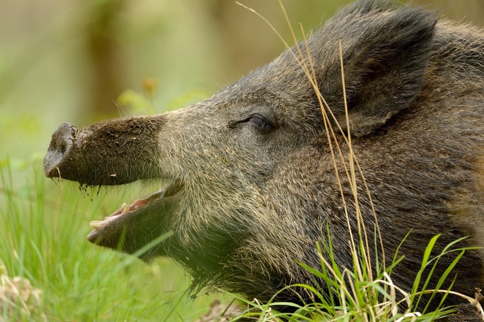 Wild boar with mouth open in grass