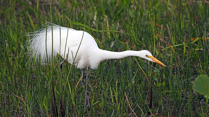 Great Egret wading through tall green grass