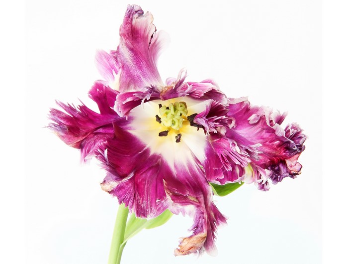 4K Parrot Tulip Closeup