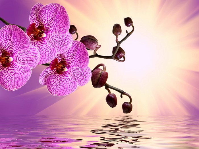 4K Orchid Flowers Reflected in Water