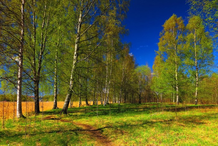 Birch trees in a sunlit meadow