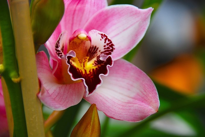 Pink Orchid Flower Closeup