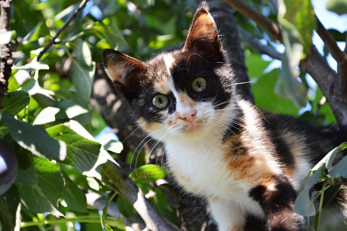 Calico kitten peeking from tree branches