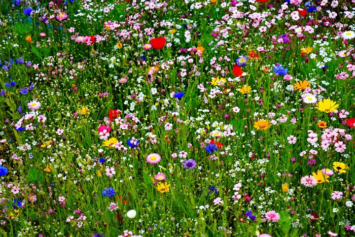 Field of colorful wildflowers in bloom