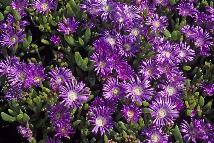 Purple Mesembryanthemum flowers with green leaves