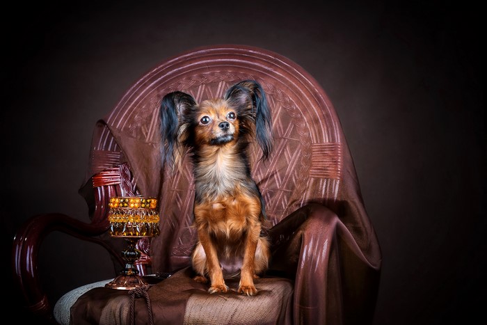 Russian Toy Terrier sitting on an armchair