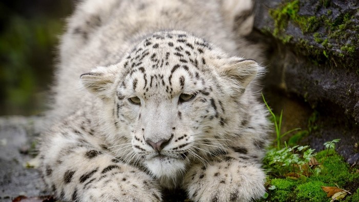 Snow leopard cub lying down