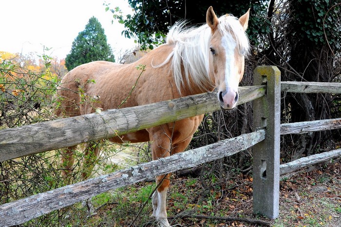 Horse behind a wooden fence