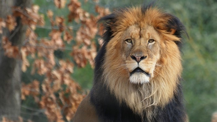 Lion with a dark mane in front of autumn foliage