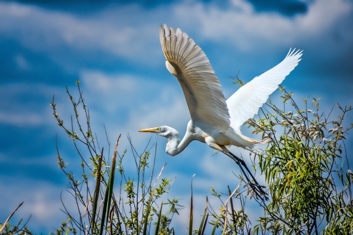 Great Egret in flight over marsh plants