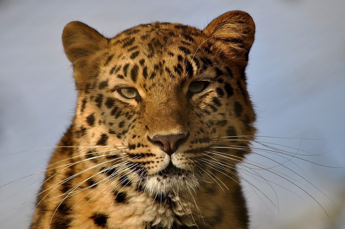 Close-up of a leopard's face